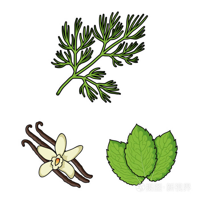 香草和香料卡通图标集合中的设计不同种类的调味料矢量符号库存web