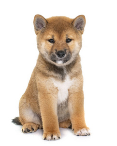 在白色背景前的小狗 shiba inu