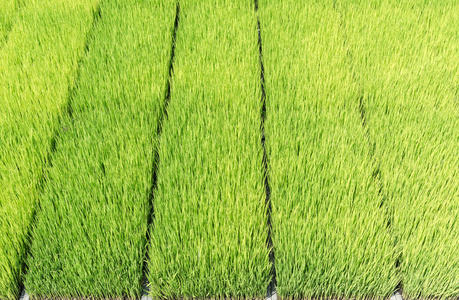 背景的绿色水稻芽上塑料托盘
