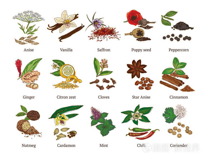 多彩的草绘健康香料集合插画-正版商用图片0oam63-摄图新视界