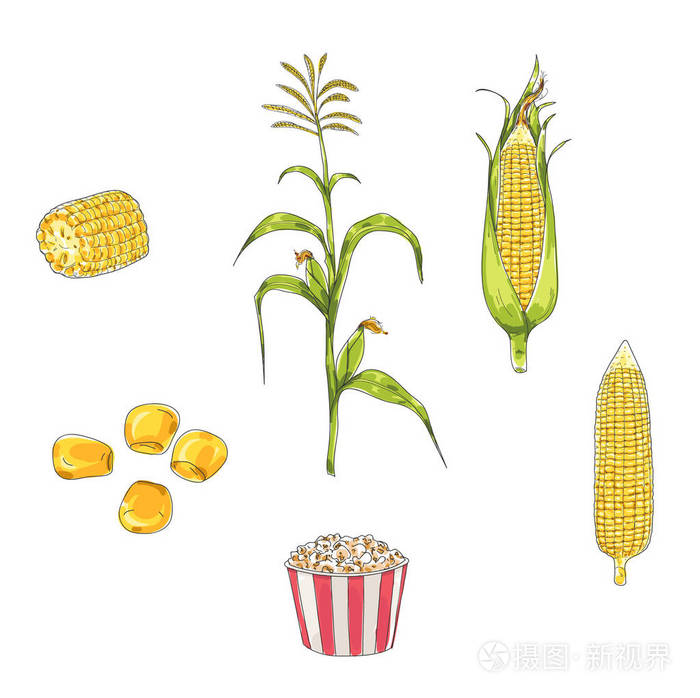 玉米手绘制的矢量集艺术插图插画-正版商用图片0oand1-摄图新视界