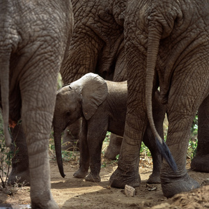 一群大象与婴儿