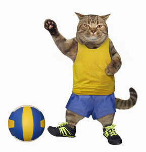 球猫足球运动员
