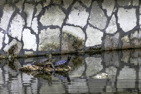 古巴滑块 Trachemys decussata, 原产于古巴的海龟de Zapata 国家公园Zapata 沼泽, 古