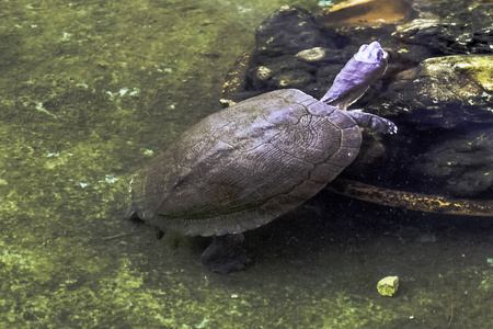 古巴滑块 Trachemys decussata, 原产于古巴的海龟de Zapata 国家公园Zapata 沼泽, 古