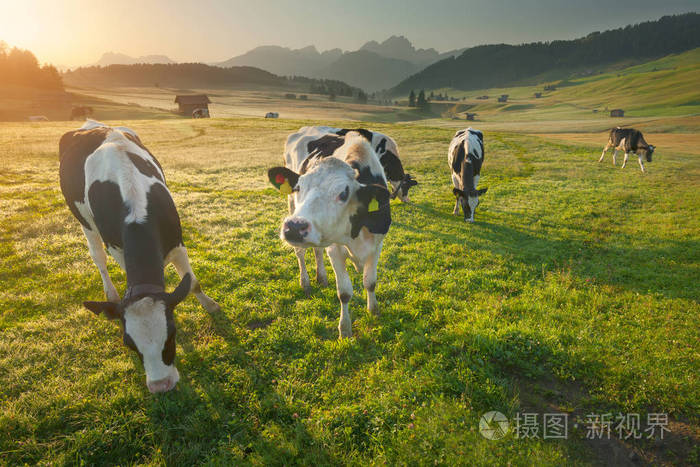 群在美丽的日出在阿尔卑斯山放牧的奶牛