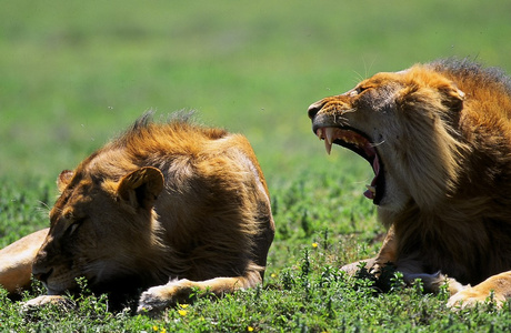在稀树草原，肯尼亚的狮子