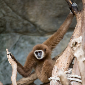 在动物园里布朗长臂猿