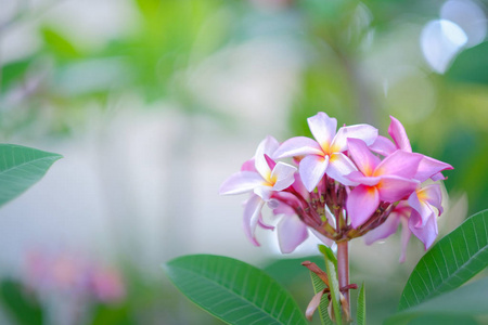 花园里的美丽的鸡蛋花