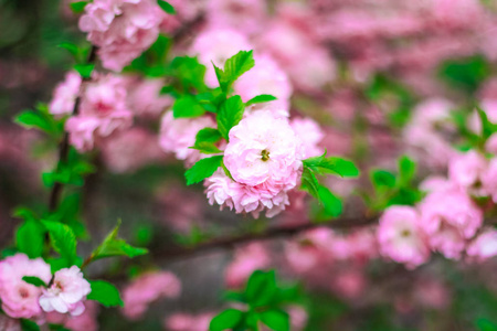 在花园里樱花盛开