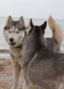 两只沙哑的狗亲吻海边和天空背景的沙滩