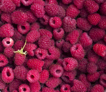 树莓, 方形背景。成熟的浆果, 许多水果, 明亮的覆盆子, 收割