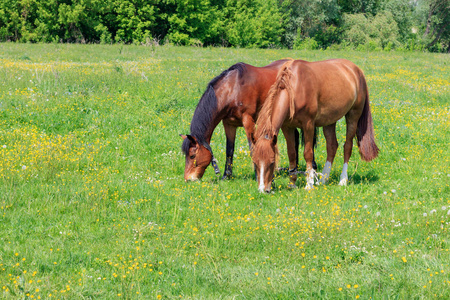 在阳光明媚的夏日, 褐色的马在绿色的草地上放牧
