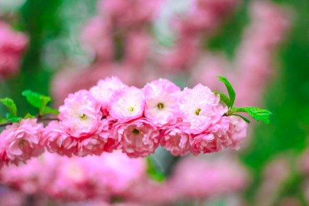 在花园里樱花盛开