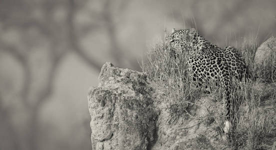 在白天的艺术转换中, 孤豹躺在大自然的蚁丘上休息。
