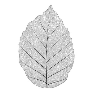 植物系列优雅单异国叶在白色背景上的黑色和白色的素描样式