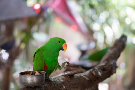 美丽的绿色鹦鹉大绿金刚鹦鹉坐在老树分支在泰国