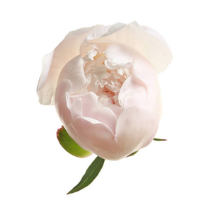 美丽盛开的牡丹花在白色背景上