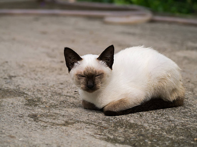 猫正在睡觉图片