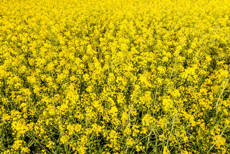 田野上有菜籽花的黄色背景