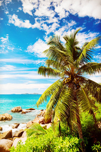 热带小岛。塞舌尔群岛。色调的图像