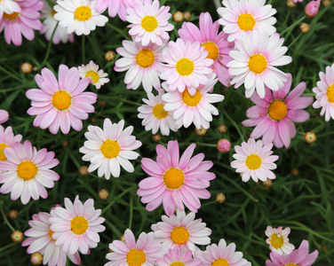 春季白色和粉红色雏菊的背景