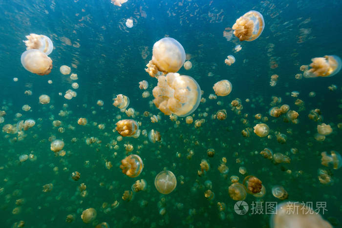 地方性金黄水母湖在帕劳的水下照片.在水母湖浮潜是受