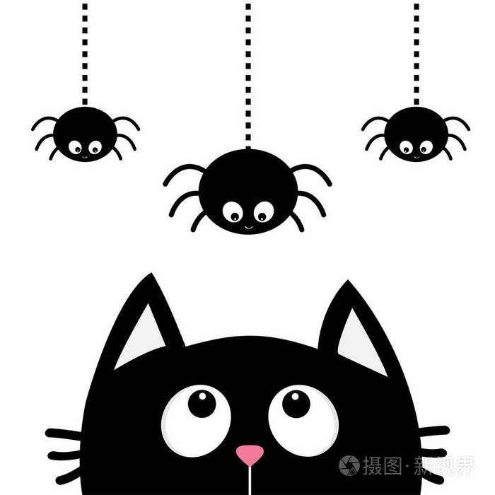 望着蜘蛛的黑猫
