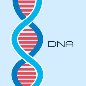 Dna 分子设计