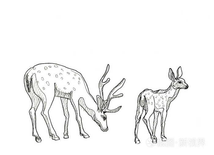 手画写实素描的鹿