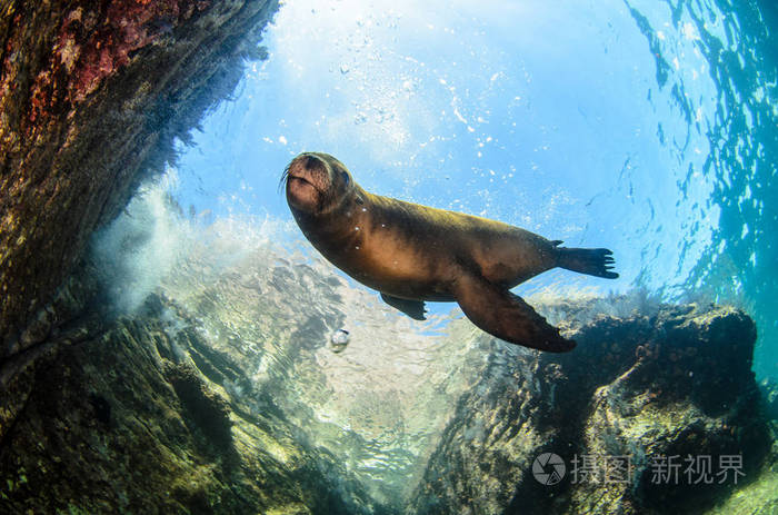 islotes 的珊瑚礁游泳加利福尼亚海狮 (zalophus californianus) 在