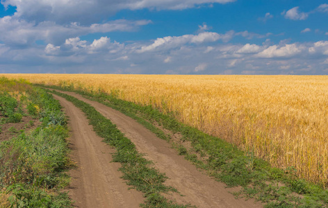 乌克兰中部 Dnipro 市附近有一条土路和成熟麦田的夏季景观
