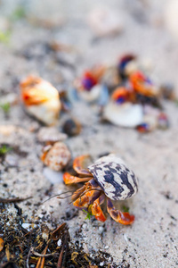 白沙滩上的隐士蟹