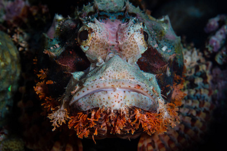 统 scorpionfish 在印度尼西亚的苏拉威西以南的 Wakatobi 国家公园等待猎物。这个美丽的地区拥有惊人的珊瑚礁和