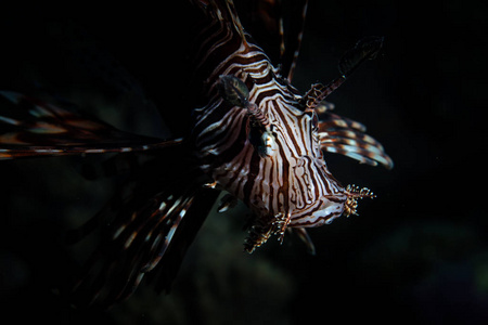 条狮子鱼, Pterois volitans, 在印度尼西亚的苏拉威西以南的 Wakatobi 国家公园游泳。这个美丽的地区拥有