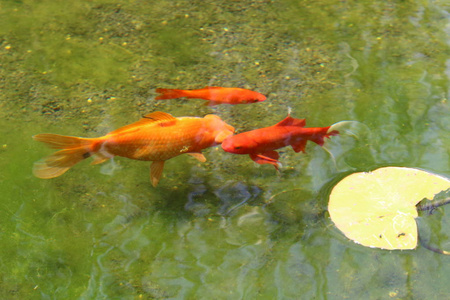 水百合生长在湖在公园里