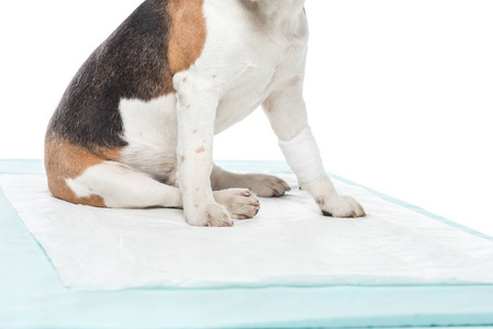 带绷带的狗在白色背景下被隔离的爪子表的裁剪图像
