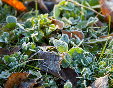 草覆满白霜herbe recouverte de givre