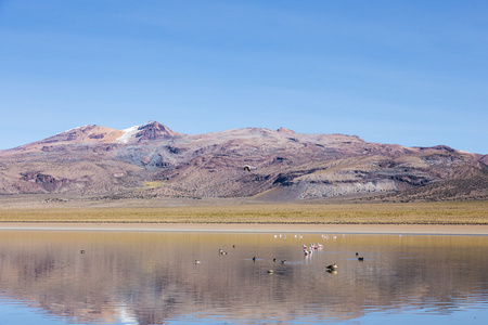 火烈鸟在泻湖 Huaynacota 在萨自然公园。玻利维亚