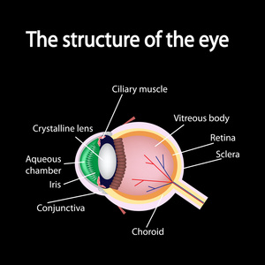 眼睛的结构