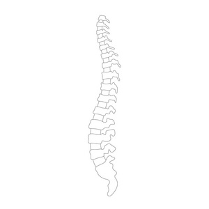 矢量人体脊柱插图图片