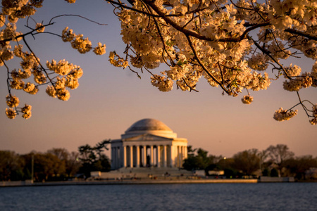 华盛顿特区樱花节和 Jeffersom 纪念馆