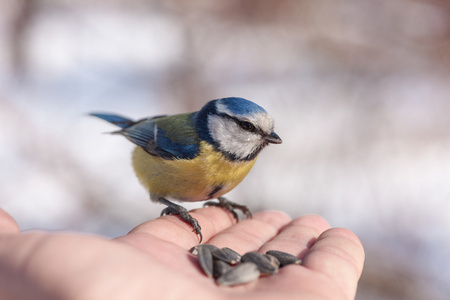 一只手上的 bluetit