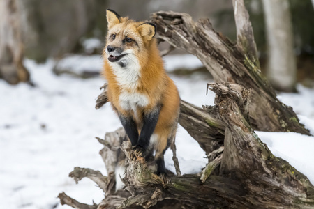 在自然环境中的赤狐