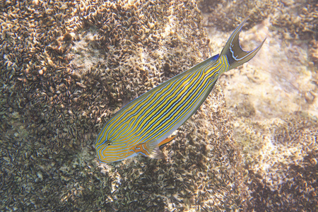 在印度洋塞舌尔群岛附近小丑刺尾鱼