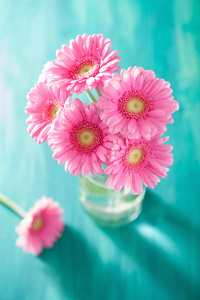 美丽的粉色非洲菊鲜花花束插在花瓶里