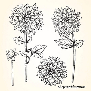 chrisanthemum 手绘素描花