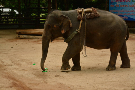 大象展示了一个人们喜欢向泰国展示的活动。