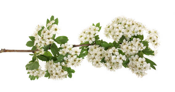 山楂或山楂monogyna枝,花在白色背景上被隔绝