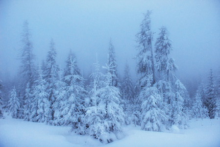 在霜雾冬季景观树
